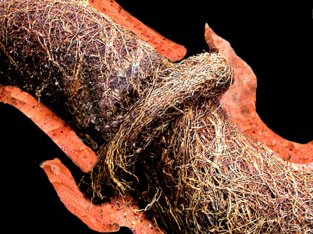 Tree Roots In Sewer Pipe roots-in-sewer