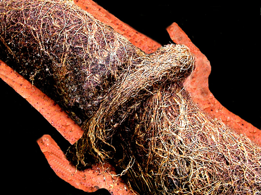 tree roots in sewer 