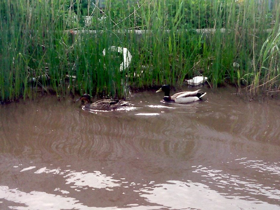 Ducks Enjoy Water Main Break