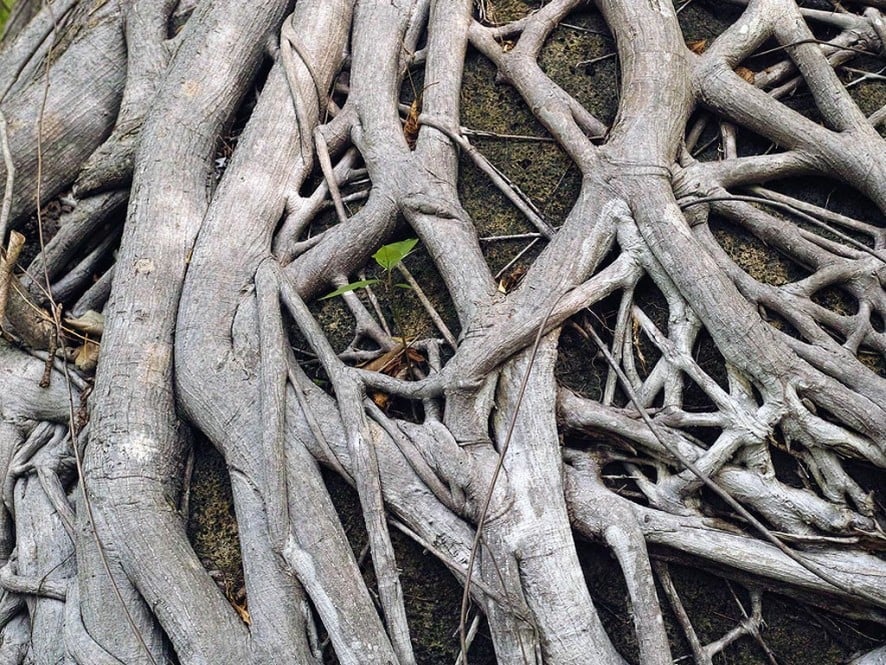 New York City Sewer Contractors Remedy Tree Roots Problems